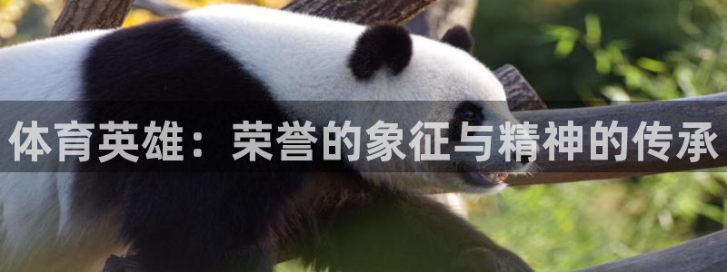蓝图娱乐2体育登录入口：体育英雄：荣誉的象征与精神的传承