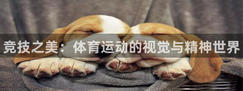 成都意昂电子有限公司：竞技之美：体育运动的视觉与精神世界